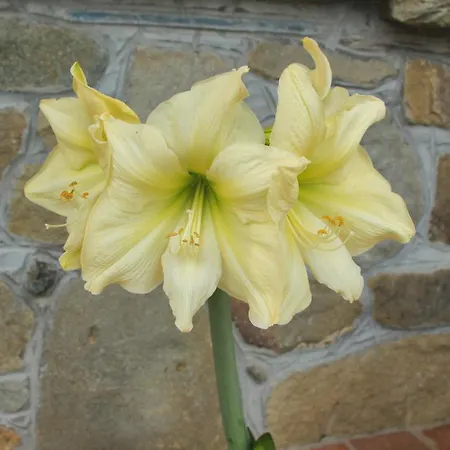 Ester * Polverara