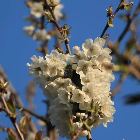Ester * Polverara