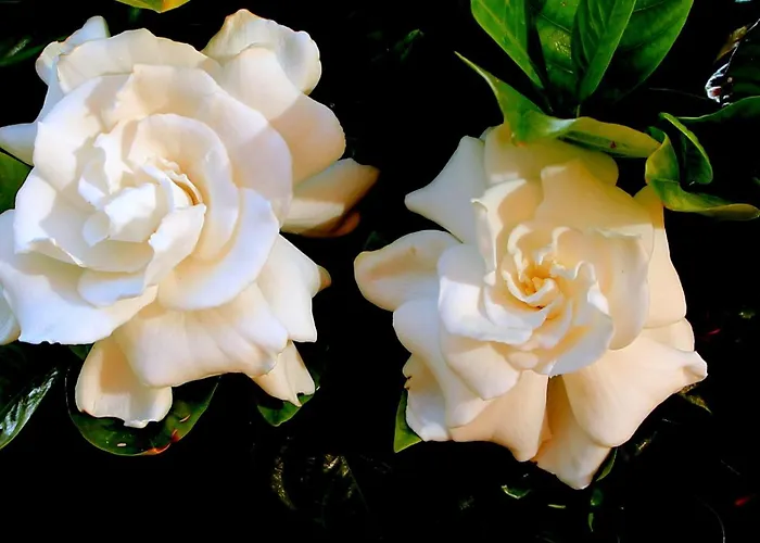 Feriehus Ester Polverara