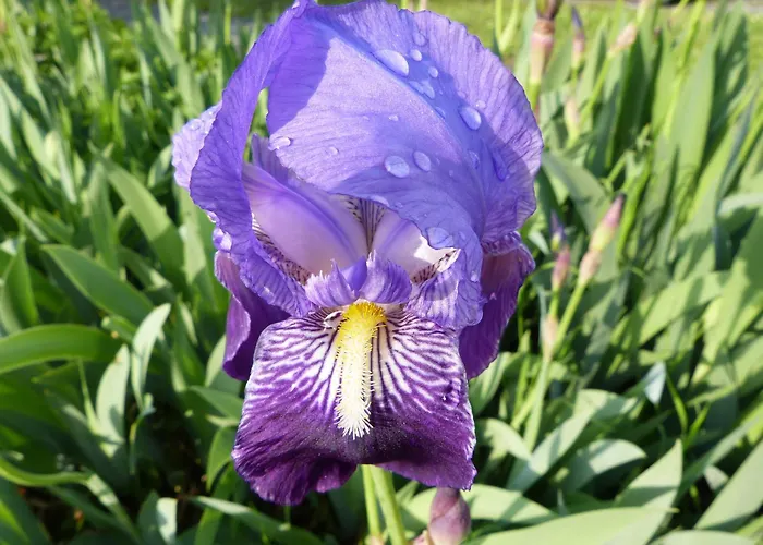 Ester * Polverara