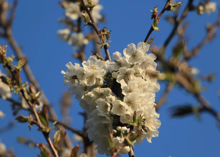 Ester * Polverara