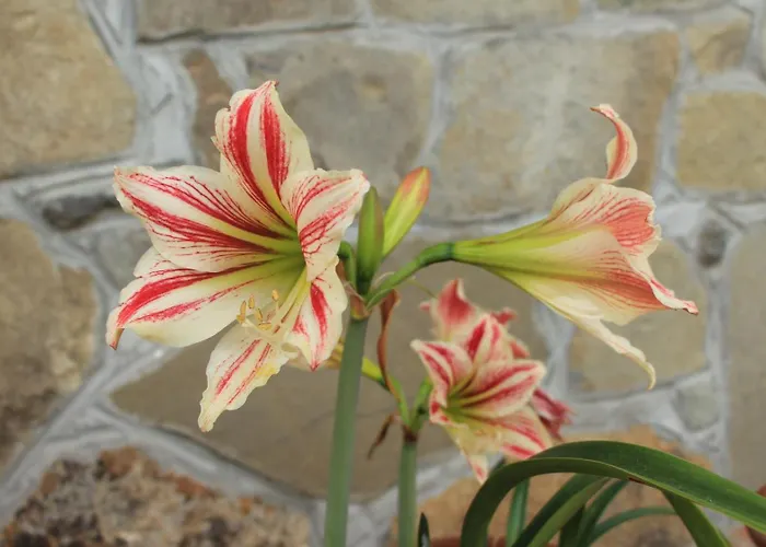 Ester * Polverara