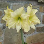 Ester * Polverara