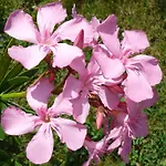 Ester * Polverara