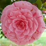 Ester * Polverara