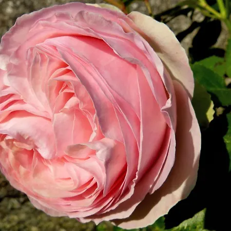 Ester Semesterbostad *