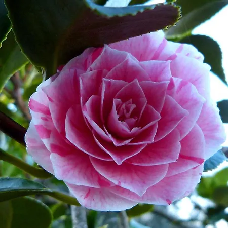 度假居 Ester Polverara