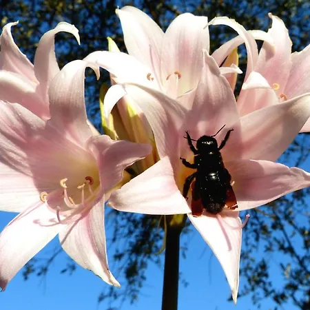 Ester * Polverara