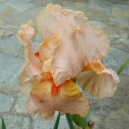 Ester 度假居 Polverara