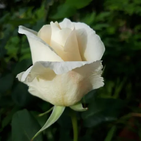 Ester * Polverara