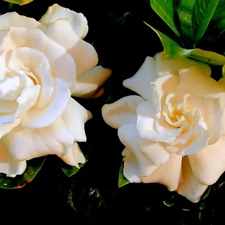 Nyaraló Ester Polverara