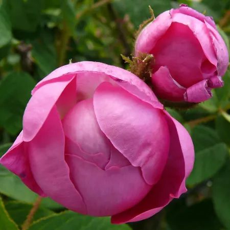 Semesterbostad Ester