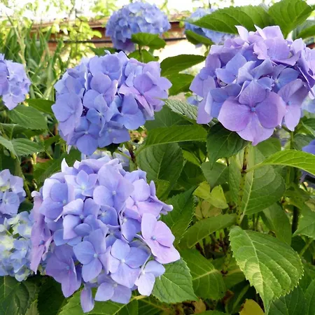 Ester Semesterbostad *