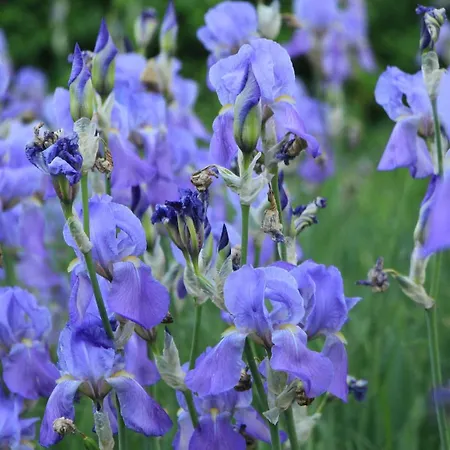 Semesterbostad Ester