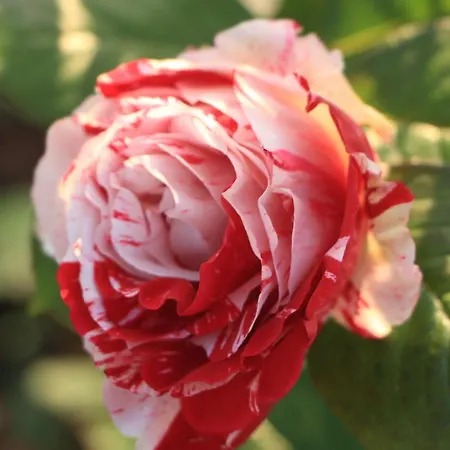 Semesterbostad Ester