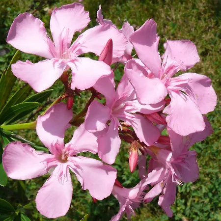 Ester * Polverara