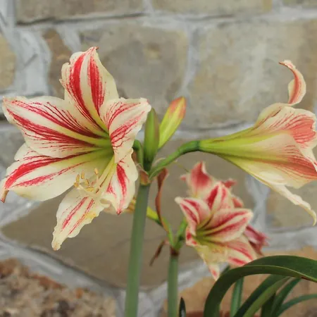 Ester * Polverara