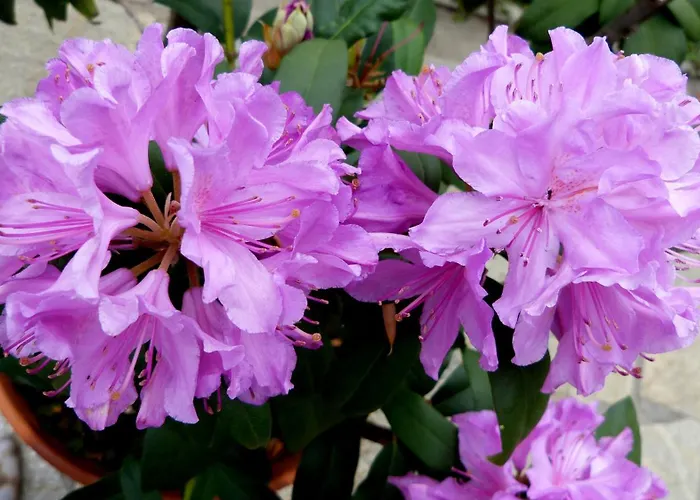 Сasa de vacaciones Ester