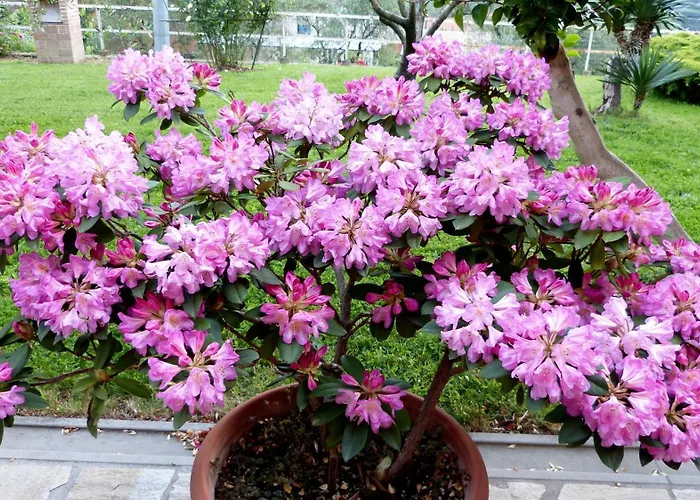 Ester * Polverara