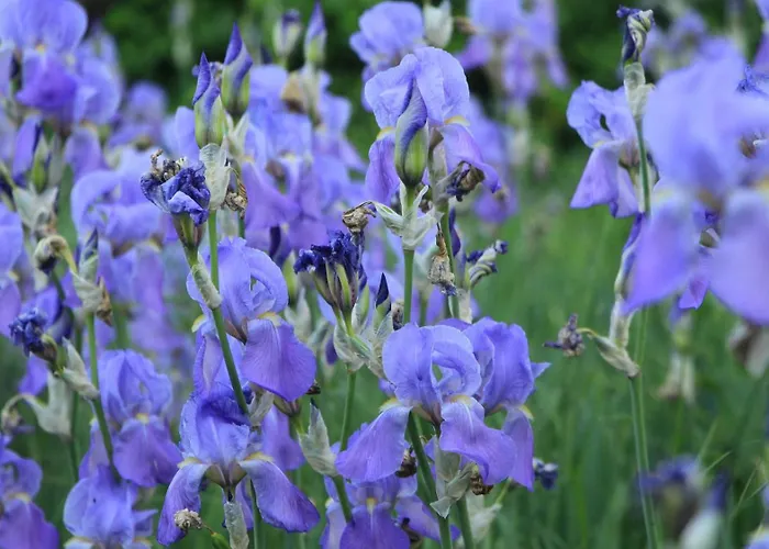 Сasa de vacaciones Ester