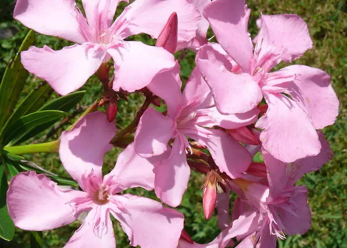 Ester * Polverara